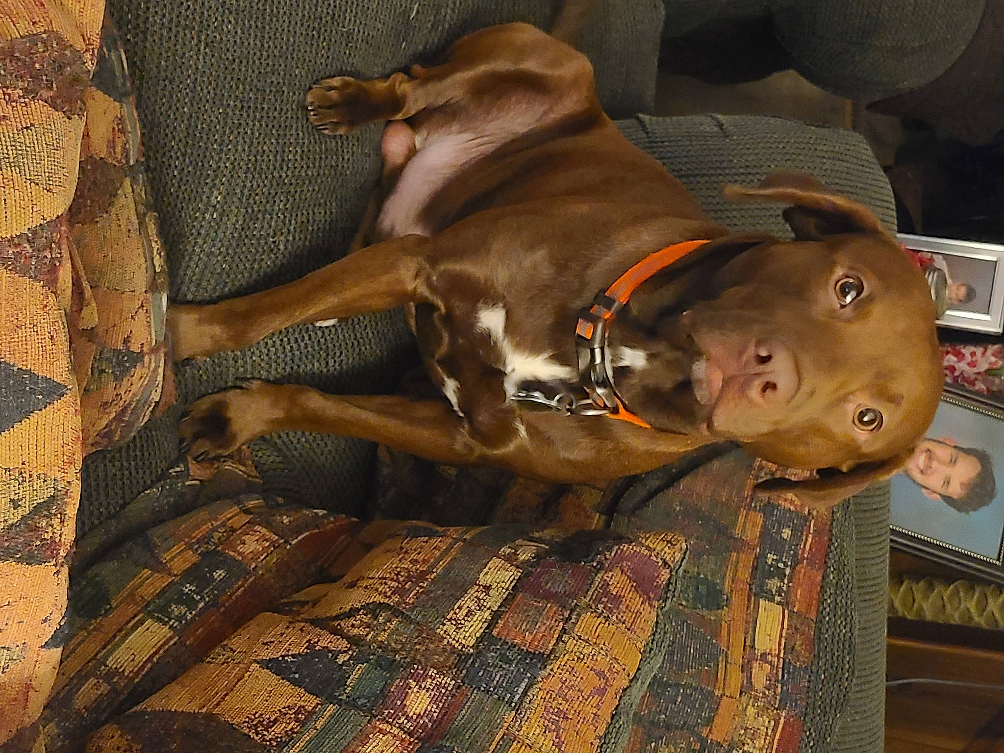 Chase is registered to the contest to win money with this photo: brown, canidae, carnivore, collar, comfort, companion_dog, dog, dog_breed, dog_collar, dog_supply, fawn, flooring, guard_dog, liver, pattern, pet_supply, snout, sporting_group, wood, working_animal