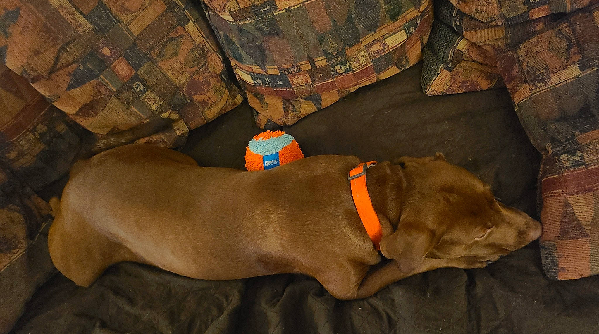 Chase is registered to the contest to win money with this photo: brown, canidae, carnivore, collar, comfort, companion_dog, dog, dog_breed, dog_collar, dog_supply, fawn, liver, paw, pet_supply, plaid, snout, sporting_group, tartan, working_animal, wrist