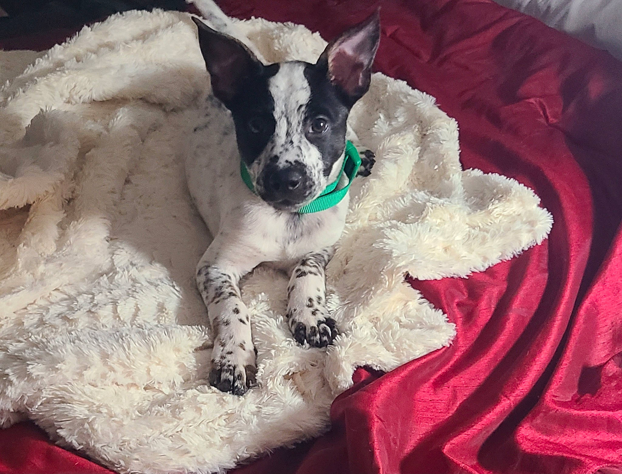 Kip joined the competition — help win amazing prizes! canidae, carmine, carnivore, comfort, companion_dog, couch, creative_arts, dog, dog_breed, dog_supply, fawn, fur, linens, magenta, pattern, paw, snout, sporting_group, toy_dog, working_animal