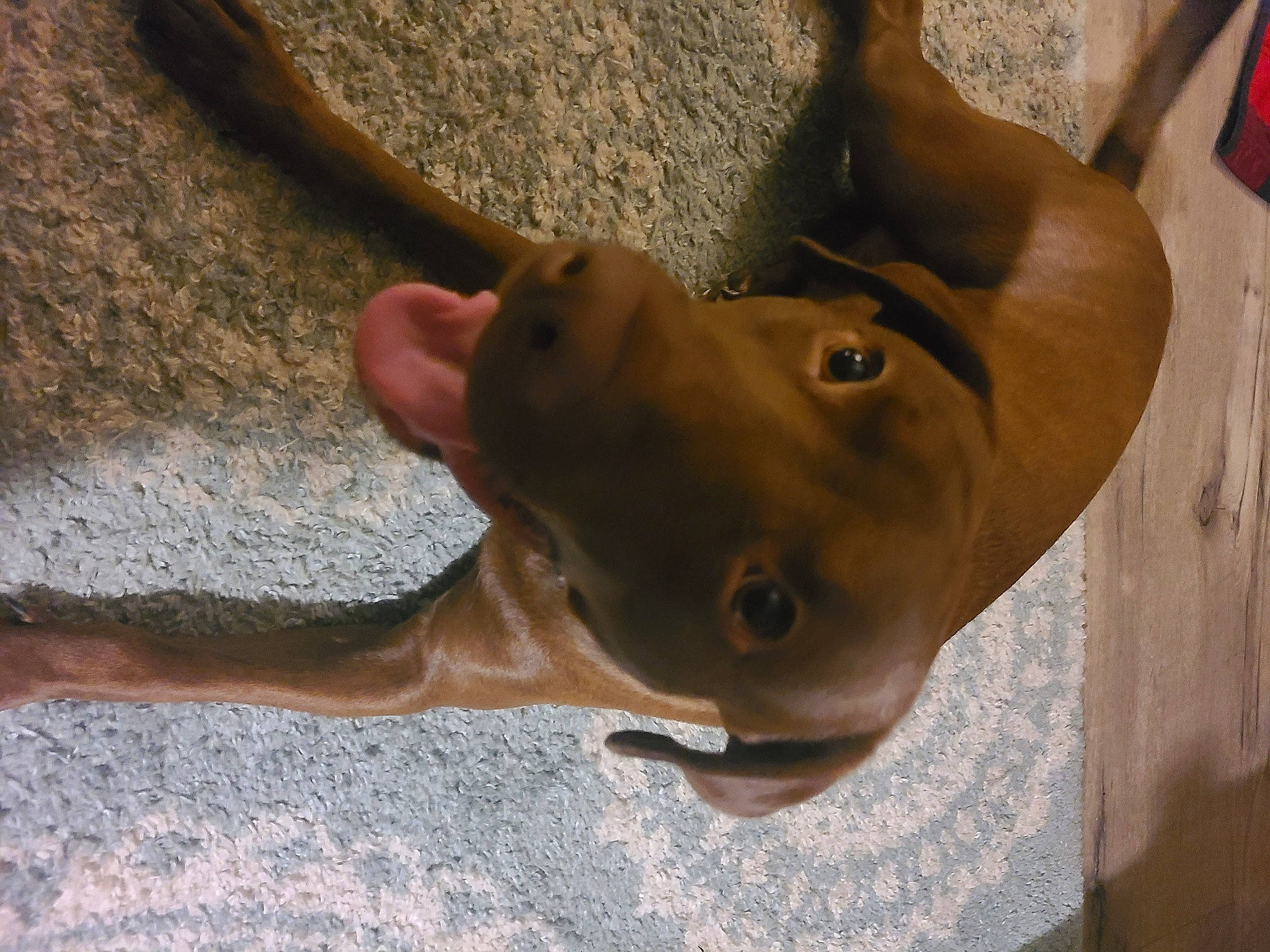 Chase is registered to the contest to win money with this photo: canidae, carnivore, collar, companion_dog, dog, dog_breed, dog_collar, ear, fashion_accessory, fawn, fedora, gesture, hat, jaw, liver, non_sporting_group, sporting_group, sun_hat, wood, working_animal