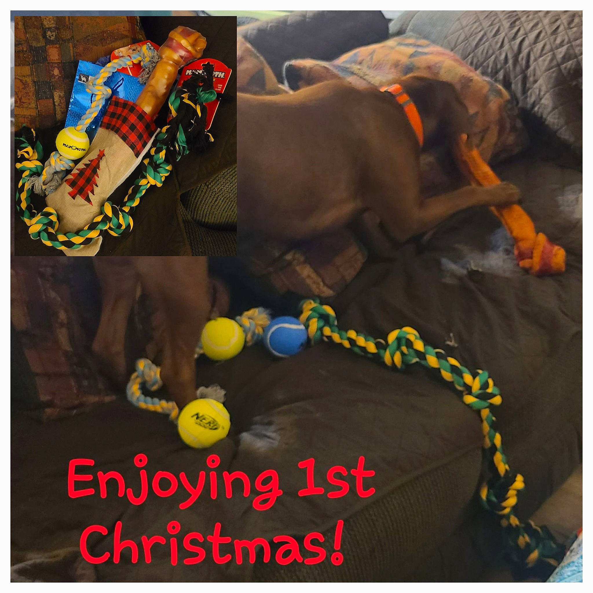 Chase is registered to the contest to win money with this photo: adventure, bracelet, circle, elephant, elephants_and_mammoths, fashion_accessory, fictional_character, font, indian_elephant, landscape, organism, pack_animal, pattern, photo_caption, recreation, sportswear, terrestrial_animal, visual_arts, woolen, working_animal