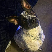 Kip joined the competition — help win amazing prizes! attentive, bedroom, black_and_white, blanket, brown_eyes, canine, carpet, cute, dog, head_tilt, indoor, looking_up, pet, portrait, short_fur, sitting, spotted_coat, upright_ears, wet_nose, whiskers