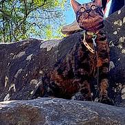 Broubrou participe au concours pour gagner de l'argent avec cette photo : cat, tabby_cat, rock, person, pants, sneakers, tree, sky, outdoor, nature, collar, animal, pet, curious, sunlight, greenery, wildlife, mammal, daylight, leaves