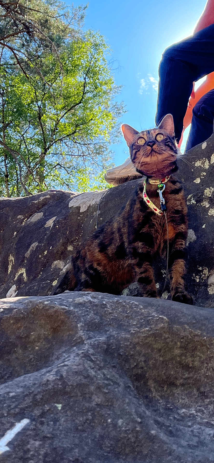 Broubrou participe au concours pour gagner de l'argent avec cette photo : cat, tabby_cat, rock, person, pants, sneakers, tree, sky, outdoor, nature, collar, animal, pet, curious, sunlight, greenery, wildlife, mammal, daylight, leaves