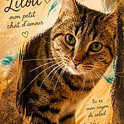 Lilou participe au concours pour gagner de l'argent avec cette photo : adorable, animal, background, cat, closeup, cute, domestic_animal, ears, eyes, face, feline, fur, heart, looking, love, pet, portrait, tabby, text_overlay, whiskers