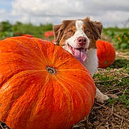 Ulia participe au concours pour gagner de l'argent avec cette photo : animal, brown_and_white_dog, cloudy_sky, cute, dog, field, greenery, happy, large_pumpkin, nature, orange, outdoor, pet, playful, pumpkin, soil, summer, sunlight, tongue, tongue_out
