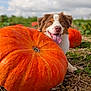 animal, brown_and_white_dog, cloudy_sky, cute, dog, field, greenery, happy, large_pumpkin, nature, orange, outdoor, pet, playful, pumpkin, soil, summer, sunlight, tongue, tongue_out