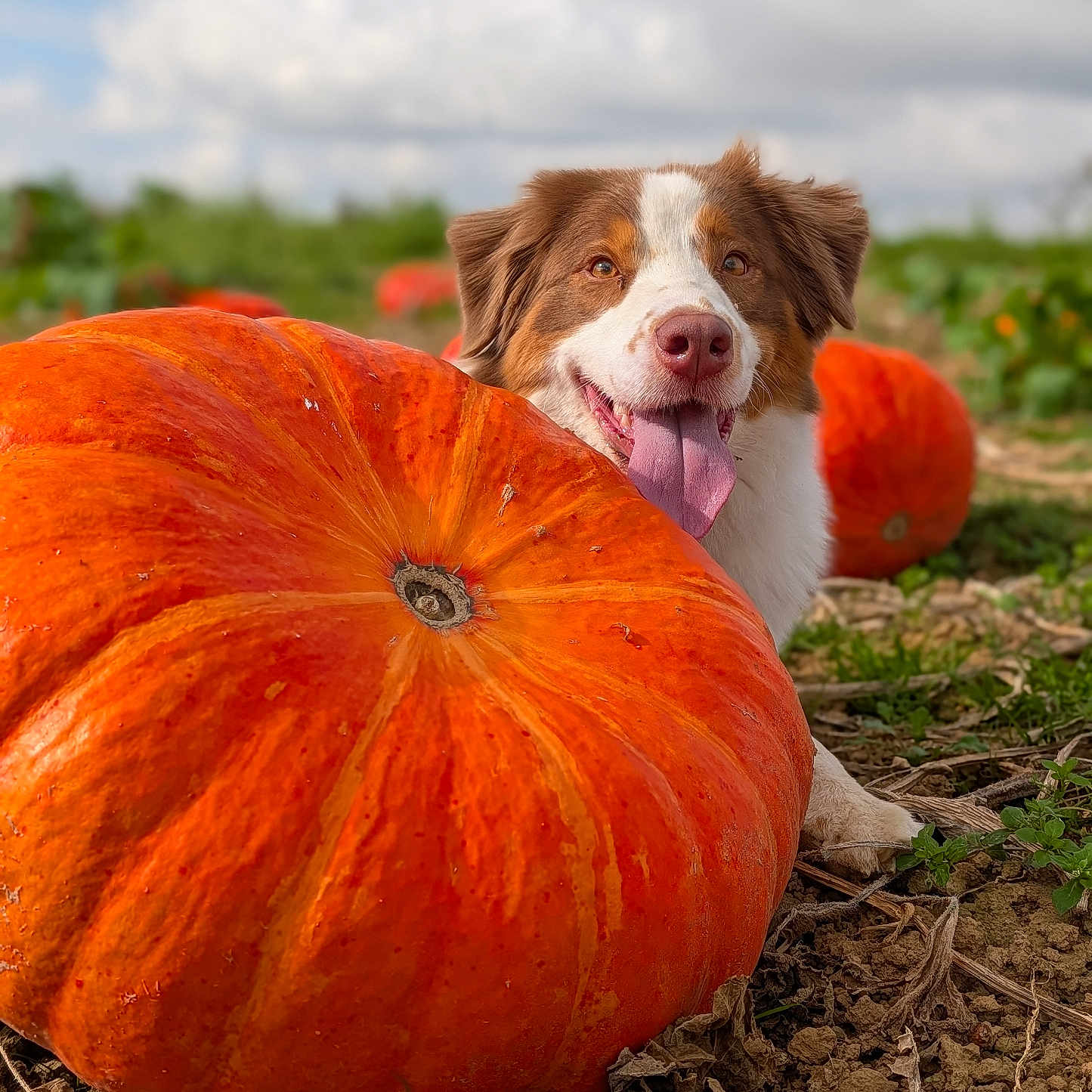 Ulia participe au concours pour gagner de l'argent avec cette photo : animal, brown_and_white_dog, cloudy_sky, cute, dog, field, greenery, happy, large_pumpkin, nature, orange, outdoor, pet, playful, pumpkin, soil, summer, sunlight, tongue, tongue_out