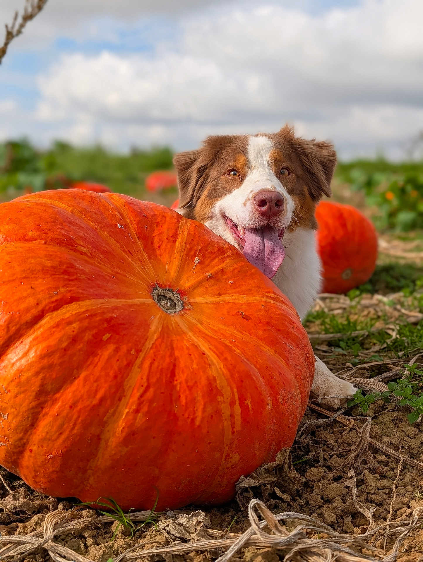 Ulia participe au concours pour gagner de l'argent avec cette photo : animal, brown_and_white_dog, cloudy_sky, cute, dog, field, greenery, happy, large_pumpkin, nature, orange, outdoor, pet, playful, pumpkin, soil, summer, sunlight, tongue, tongue_out