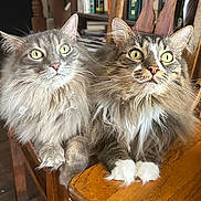 Brad And Chad is registered to the contest to win money with this photo: cat, feline, fluffy, long_hair, green_eyes, pets, indoor, wooden_chair, curious, sitting, close_up, whiskers, domestic_animal, two_animals, companions, brown_fur, white_paws, portrait, household, relaxed