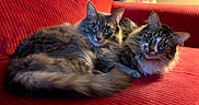 Brad And Chad joined the competition — help win amazing prizes! cat, cats, feline, pet, animal, fluffy, fur, couch, red_couch, indoor, domestic, relaxed, two_animals, whiskers, ears, eyes, tail, companion, cozy, home