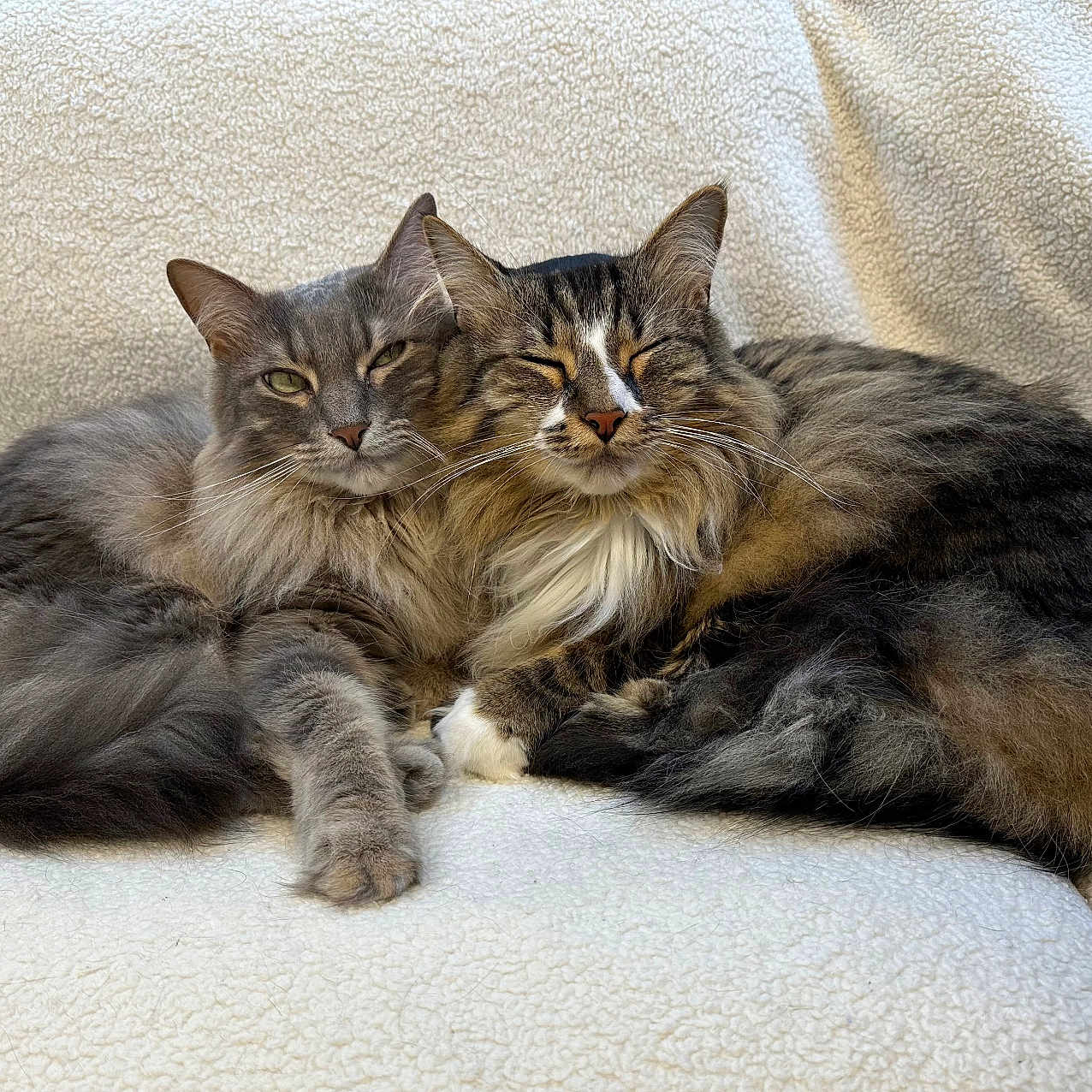 Brad And Chad joined the competition — help win amazing prizes! cat, cats, fluffy, feline, pets, animal, snuggling, cozy, blanket, soft, relaxed, cute, domestic, two, resting, fur, whiskers, companion, indoor, sleepy