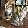 Brad And Chad is registered to the contest to win money with this photo: cat, feline, pet, fluffy, green_eyes, indoor, wooden_floor, bookshelf, books, sitting, curious, tabby, long_hair, domestic_animal, floor, home, interior, two_cats, furniture, quiet