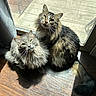 Brad And Chad is registered to the contest to win money with this photo: cat, two_cats, fluffy, long_hair, sunlight, indoor, wooden_floor, window, curtain, pet, feline, domestic_animal, looking_up, natural_light, relaxed, closeup, companions, cute, whiskers, tail