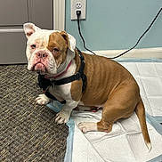 Barb joined the competition — help win amazing prizes! dog, bulldog, pet, indoor, carpet, training_pad, brown_and_white, harness, floor, wall, door, power_outlet, cord, sitting, looking, animal, canine, fur, ears, tail