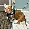 dog, bulldog, pet, indoor, carpet, training_pad, brown_and_white, harness, floor, wall, door, power_outlet, cord, sitting, looking, animal, canine, fur, ears, tail