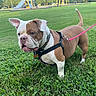dog, bulldog, leash, grass, outdoor, park, playground, pet, animal, canine, brown, white, collar, harness, tail, ears, daylight, nature, field, walking