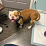bulldog, dog, pet, happy, indoor, floor, carpet, chair, water_bowl, toy, training_pad, harness, door, wall_outlet, tail, four_legs, playful, animal, cute, mammal