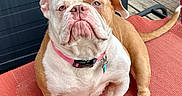 Barb is registered to the contest to win money with this photo: bulldog, dog, pet, pink_collar, red_mat, outdoor, wooden_deck, furniture, animal, canine, sitting, looking_up, close_up, companion, domestic_animal, cute, paw, tail, portrait, pet_accessory
