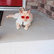 Cheyce joined the competition — help win amazing prizes! cat, white_cat, pet, animal, porch, front_door, brick_wall, outdoor, lying_down, collar, id_tag, red_eyes, reflection, whiskers, ears, paws, concrete, house, portrait, funny