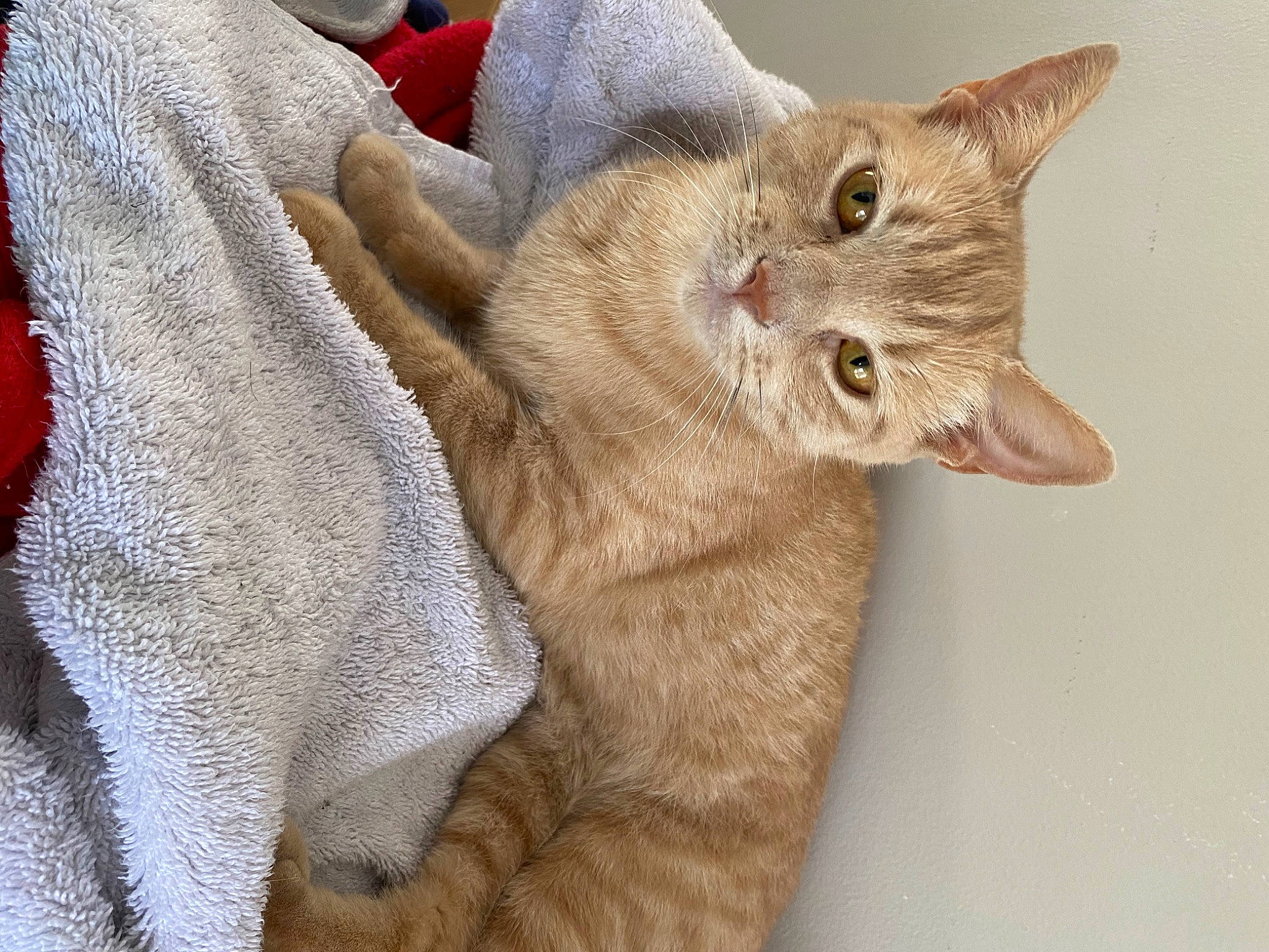 Lemon joined the competition — help win amazing prizes! carnivore, cat, cat_supply, claw, comfort, domestic_short_haired_cat, ear, fawn, felidae, fur, gesture, nail, paw, small_to_medium_sized_cats, snout, tail, whiskers