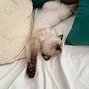 Ace a rejoint le concours — aidez-le/la à gagner de superbes lots ! animal, bed, cat, cozy, cute, domestic_animal, feline, fur, home, indoor, mammal, paw, pillow, relaxed, resting, sleeping, soft, stretching, whiskers, white_bed_sheet
