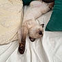 animal, bed, cat, cozy, cute, domestic_animal, feline, fur, home, indoor, mammal, paw, pillow, relaxed, resting, sleeping, soft, stretching, whiskers, white_bed_sheet
