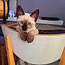 animal, blue_eyes, cat, chair, curious, cute, domestic_cat, feline, floor, home_interior, indoor, kitten, looking, modern_furniture, paws, pet, siamese_cat, table, white_chair, wooden_chair