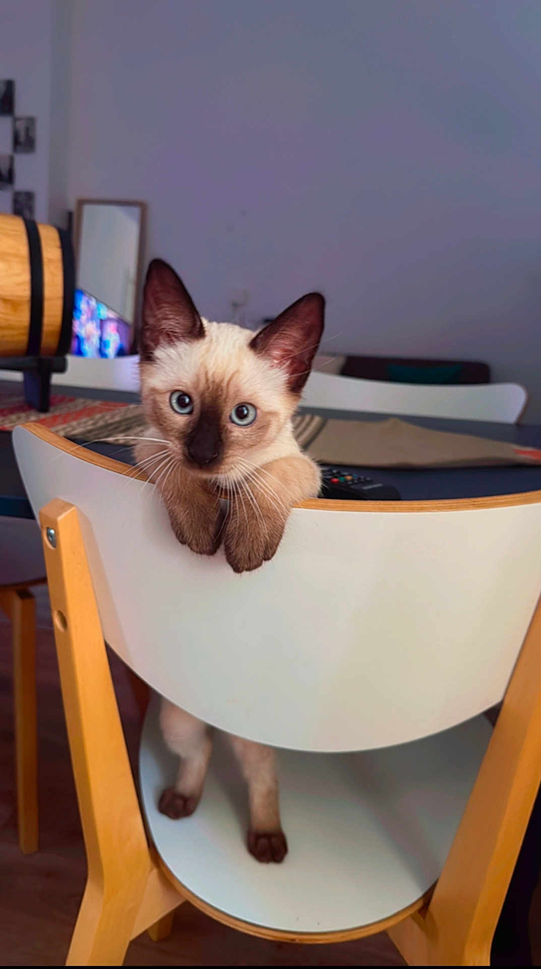 Ace participe au concours pour gagner de l'argent avec cette photo : animal, blue_eyes, cat, chair, curious, cute, domestic_cat, feline, floor, home_interior, indoor, kitten, looking, modern_furniture, paws, pet, siamese_cat, table, white_chair, wooden_chair