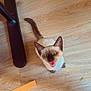 Ace a rejoint le concours — aidez-le/la à gagner de superbes lots ! animal, black_object, cat, chair_leg, cute, domestic_animal, ears, feline, flooring, fur, home, indoor, looking_up, mouth_open, pet, playful, siamese_cat, tail, whiskers, wooden_floor