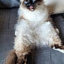 cat, blue_eyes, fluffy, long_hair, pet, domestic_animal, lounge, gray_couch, indoor, feline, cute, tongue_out, relaxed, whiskers, tail, paws, fur, animal, sitting, cozy