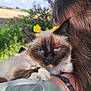 Utopia a rejoint le concours — aidez-le/la à gagner de superbes lots ! animal, blue_eyes, cat, closeup, companion, cute, flower_crown, fluffy, fur, greenery, nature, outdoor, person, pet, portrait, relaxing, shoulder, siamese_cat, sunlight, yellow_flowers