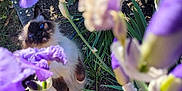 Utopia participe au concours pour gagner de l'argent avec cette photo : cat, flower, purple_flower, garden, outdoor, plant, greenery, nature, pet, curious, blue_eyes, fur, sunlight, leaf, stone, bush, grass, closeup, animal, spring