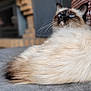 Utopia a rejoint le concours — aidez-le/la à gagner de superbes lots ! cat, siamese_cat, blue_eyes, fluffy, indoor, cushion, fireplace, gray_surface, relaxed, pet, feline, whiskers, ears, fur, looking_up, cozy, home, portrait, animal, resting