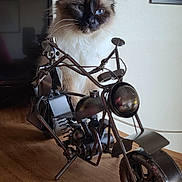 Utopia participe au concours pour gagner de l'argent avec cette photo : animal, art, background, blue_eyes, cat, closeup, curious, decor, feline, fluffy, indoor, metal, motorcycle, pet, portrait, sculpture, table, toy, whimsical, wood