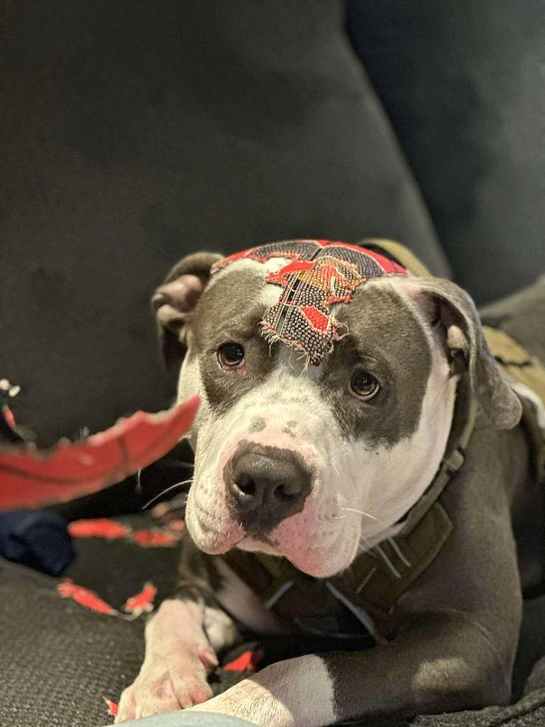 Alfredo joined the competition — help win amazing prizes! ancient_dog_breeds, canidae, carnivore, collar, companion_dog, dog, dog_breed, dog_collar, fawn, fur, guard_dog, leash, non_sporting_group, snout, sporting_group, whiskers, working_animal, working_dog