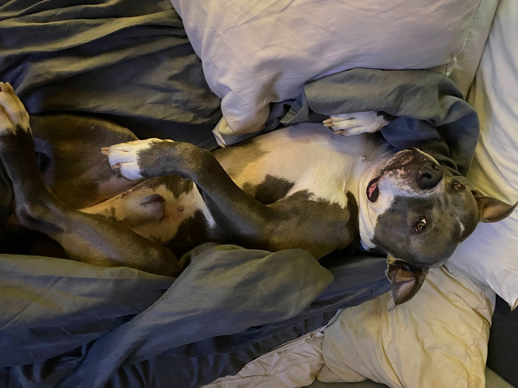 Griffey joined the competition — help win amazing prizes! bedding, canidae, carnivore, comfort, companion_dog, dog, dog_breed, fawn, fur, grey, guard_dog, linens, nap, sporting_group, whiskers, wood, working_animal