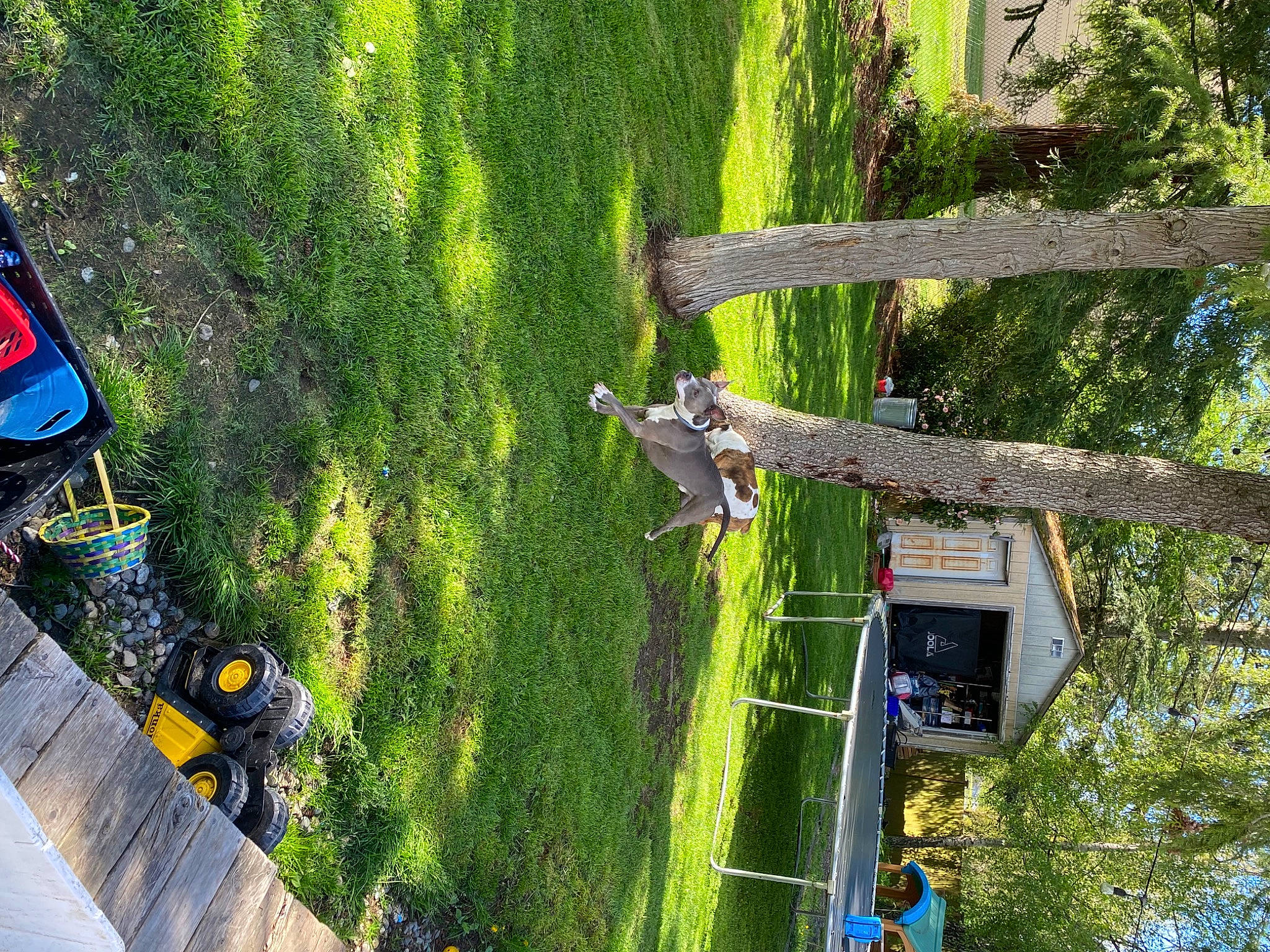 Griffey is registered to the contest to win money with this photo: adventure, biome, extreme_sport, grass, grass_family, groundcover, landscape, leaf, leisure, nature, plant, pole, recreation, shrub, slope, spring, tree, urban_design, vegetation, woody_plant