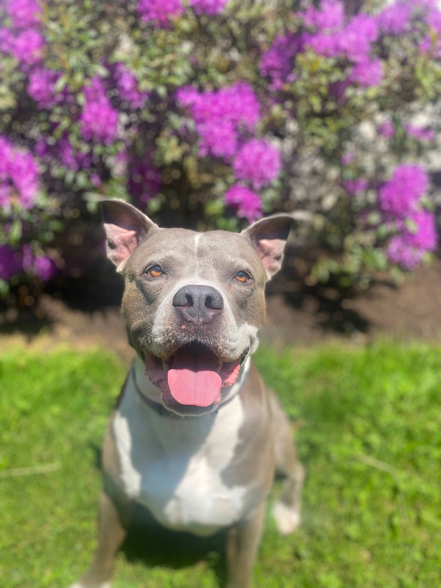 Griffey is registered to the contest to win money with this photo: bicycle, canidae, carnivore, collar, companion_dog, dog, dog_breed, dog_collar, dog_supply, fawn, flower, grass, groundcover, magenta, pink, plant, snout, sporting_group, whiskers, working_animal