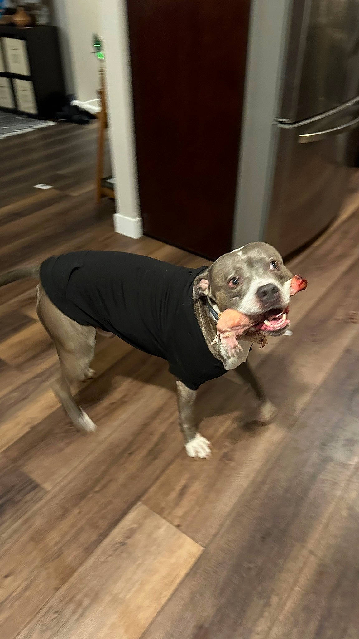 Griffey is registered to the contest to win money with this photo: canidae, carnivore, collar, companion_dog, dog, dog_breed, dog_clothes, dog_collar, dog_supply, fawn, floor, flooring, fur, hardwood, leash, pet_supply, snout, tail, wood, working_animal