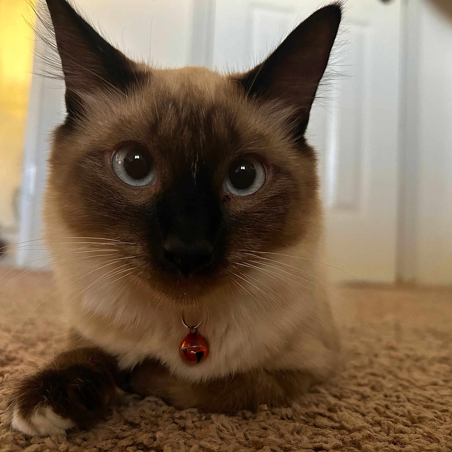 Chichi joined the competition — help win amazing prizes! accessories, animal, cat, collar, hardwood, jewelry, kitten, manx, necklace, pet, siamese, wood