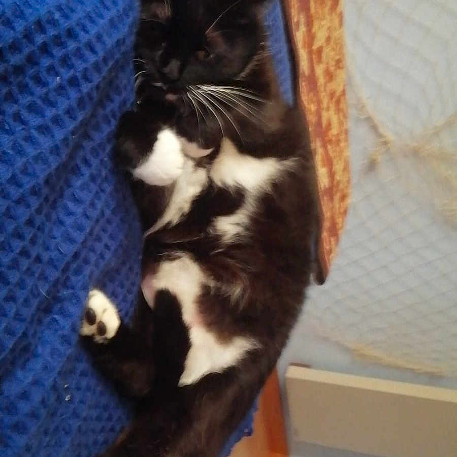 Nikita a rejoint le concours — aidez-le/la à gagner de superbes lots ! animal, bed, bedroom, blackcat, blanket, cat, chair, couch, cushion, furniture, homedecor, indoors, kitten, manx, person, pet, plant, pottedplant, room, sleeping