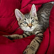 Razer is registered to the contest to win money with this photo: animal, cat, collar, cozy, cute, ears, eyes, feline, fur, indoor, kitten, pet, playful, red_blanket, resting, soft, stretched_out, tabby, whiskers, young