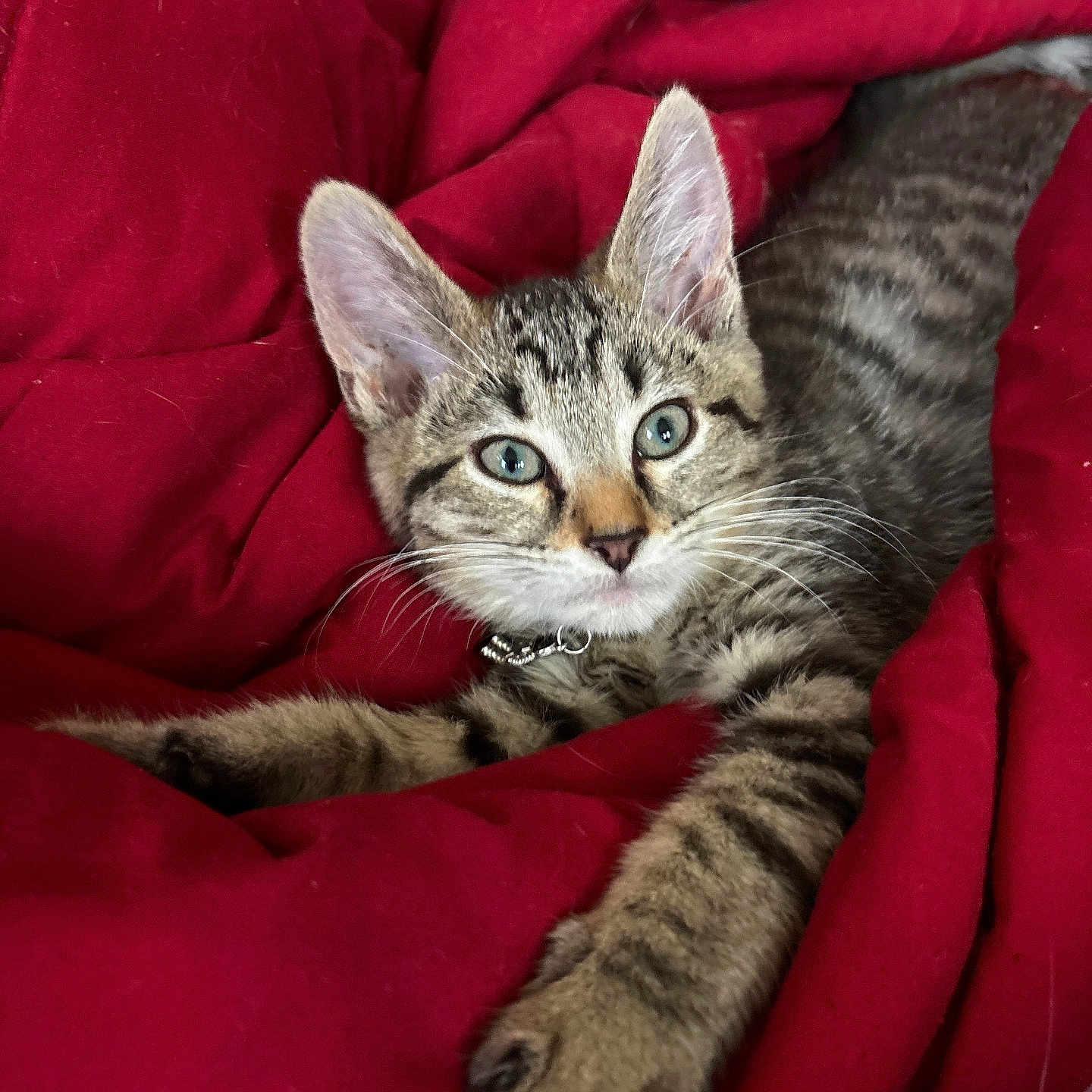 Razer is registered to the contest to win money with this photo: animal, cat, collar, cozy, cute, ears, eyes, feline, fur, indoor, kitten, pet, playful, red_blanket, resting, soft, stretched_out, tabby, whiskers, young