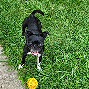 Ellie May joined the competition — help win amazing prizes! animal, black_dog, canine, cute, daylight, dog, grass, greenery, happy, lawn, nature, outdoor, pet, playful, portrait, sidewalk, small_dog, tongue_out, white_paws, yellow_ball