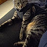 Ultron a rejoint le concours — aidez-le/la à gagner de superbes lots ! animal, bedroom, cat, couch, ears, eyes, feline, fur, home, indoor, lounging, paws, pet, photography, portrait, relaxed, sitting, striped_fur, tabby_cat, whiskers