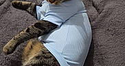Ultron a rejoint le concours — aidez-le/la à gagner de superbes lots ! animal, bed, blanket, blue_shirt, cat, clothing, ears, face, funny, indoor, lying_down, paws, pet, portrait, relaxing, sitting, striped_fur, tabby_cat, tail, whiskers