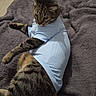animal, bed, blanket, blue_shirt, cat, clothing, ears, face, funny, indoor, lying_down, paws, pet, portrait, relaxing, sitting, striped_fur, tabby_cat, tail, whiskers