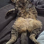 Ultron a rejoint le concours — aidez-le/la à gagner de superbes lots ! bed, belly_up, blanket, cat, cozy, dark_fabric, ears, funny_pose, fur, indoors, paws, pet, portrait, relaxed, resting, sleeping, striped_fur, tabby_cat, tail, whiskers