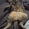 bed, belly_up, blanket, cat, cozy, dark_fabric, ears, funny_pose, fur, indoors, paws, pet, portrait, relaxed, resting, sleeping, striped_fur, tabby_cat, tail, whiskers